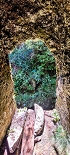 Plants: image 60 Of 208 Thumb